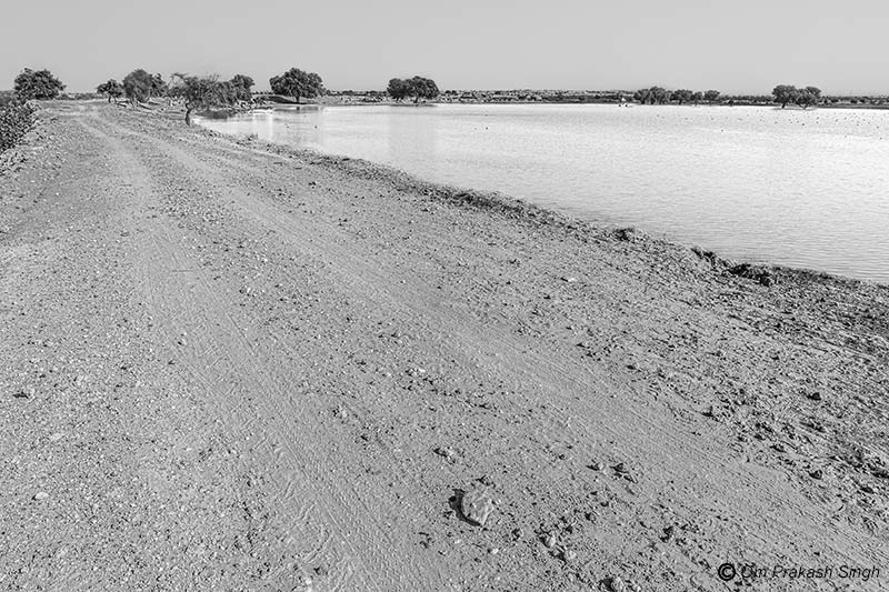 The recently strengthened embankment of Viprasar wetland on the outskirts of Netsi village in Thar Desert, Jaisalmer District, Rajasthan, India